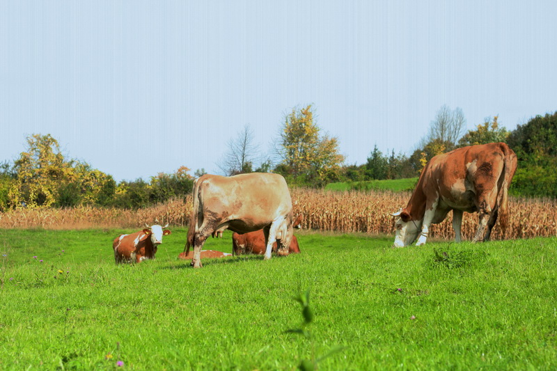 Farma obitelji Baršić 2